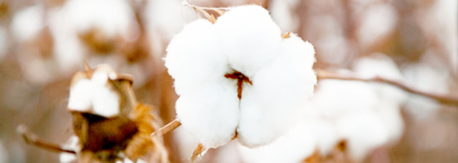 Latino Cotton