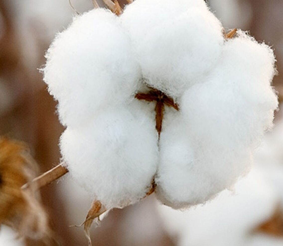 News | Textile and Apparel News | Cotton