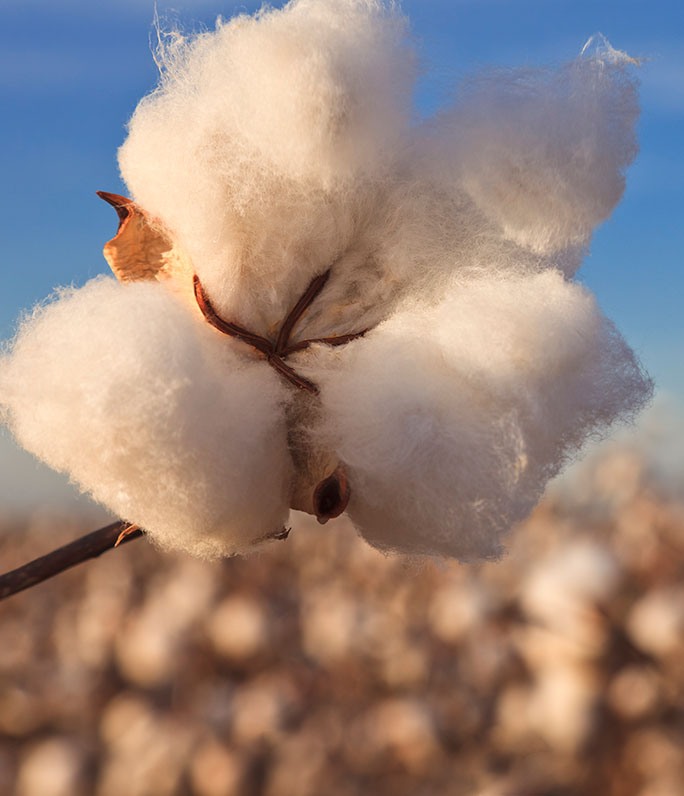 cotton is natural, grown from the earth
