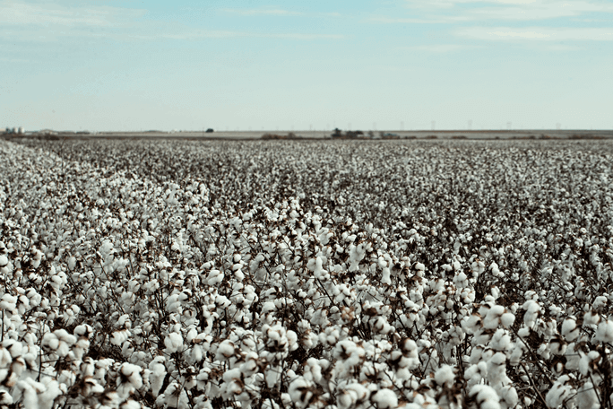 cotton is natural