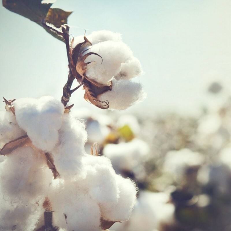 Wellness Baby Beauty Cotton Square Image