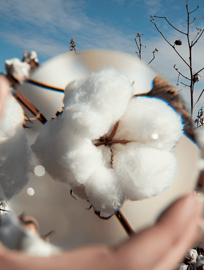 Natural Fiber Cotton