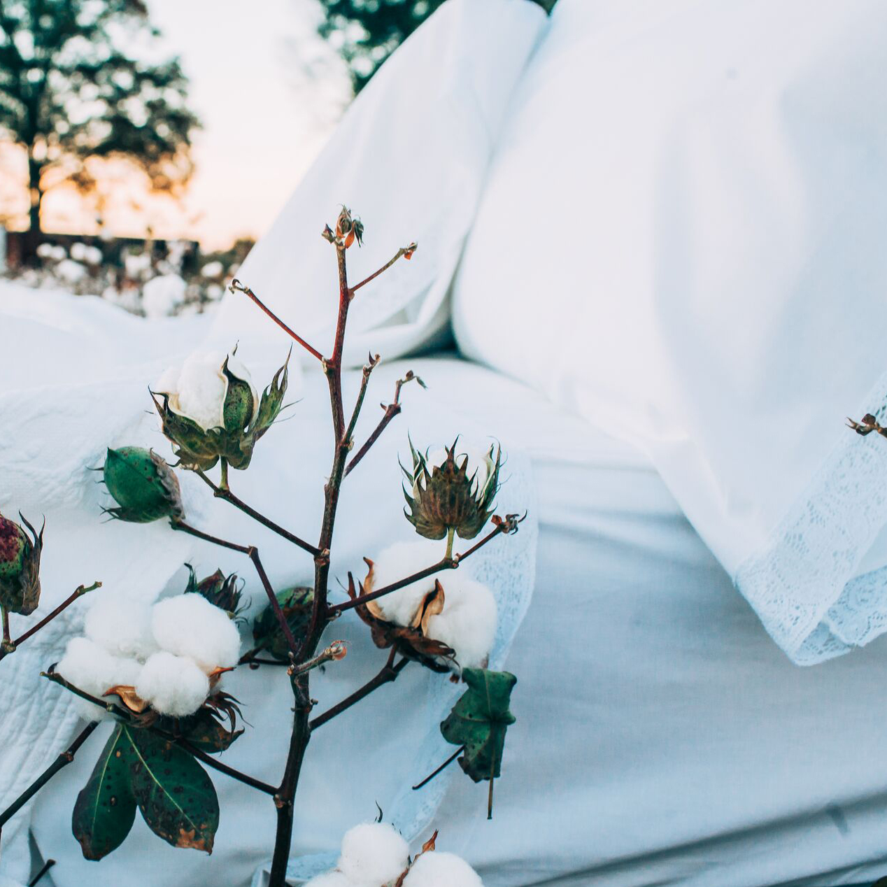 Redland Cotton Sheets 960