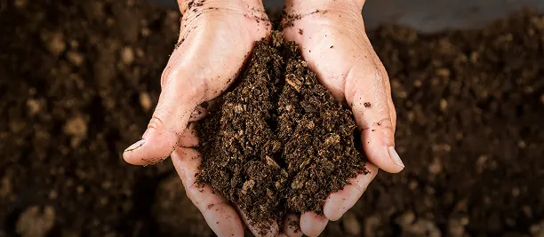 Every Part of the Plant Used